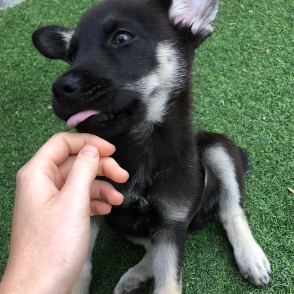 Meet your Posher, Sofia - Picture 1 of 1